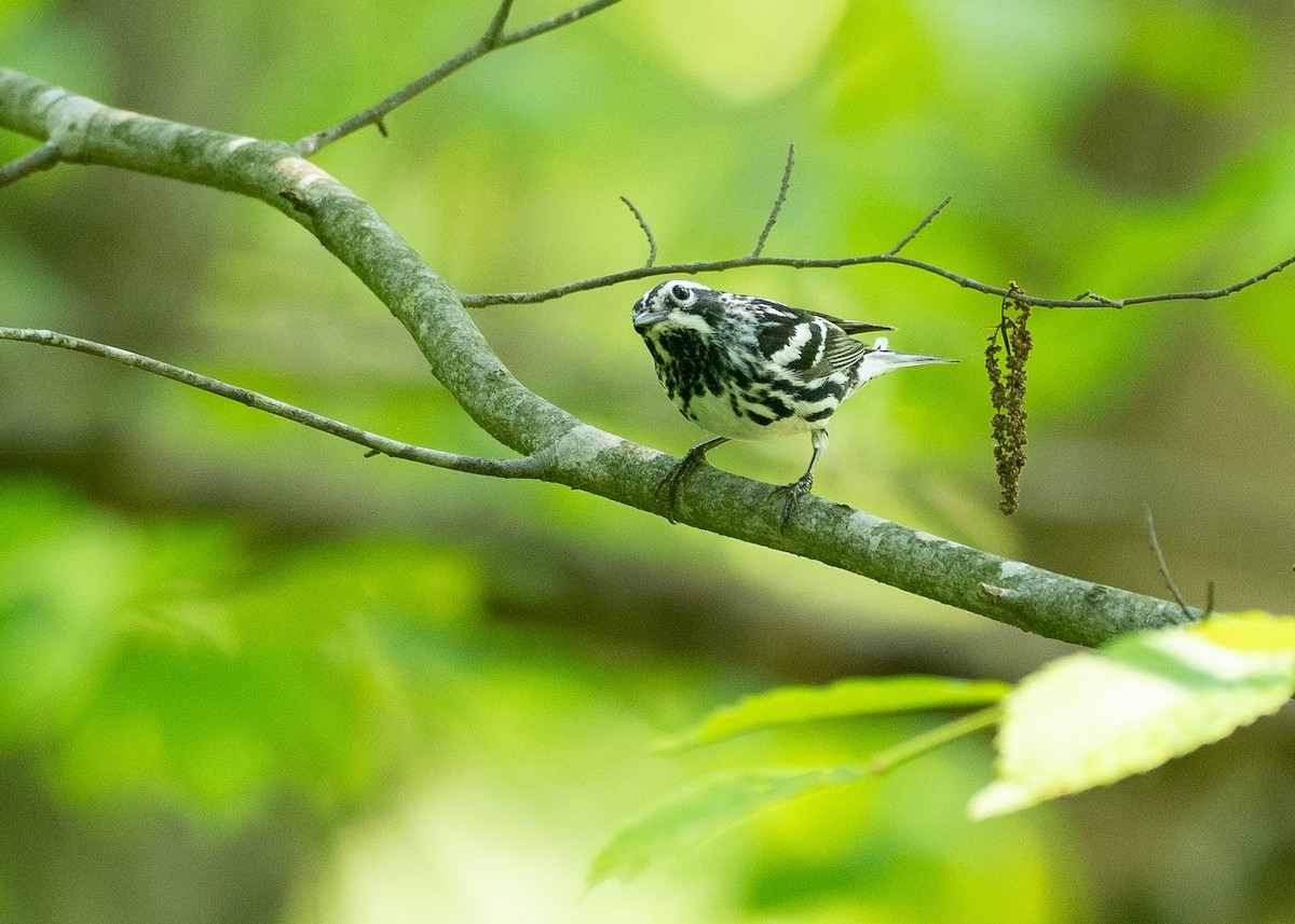Black-and-white Warbler - ML638684041