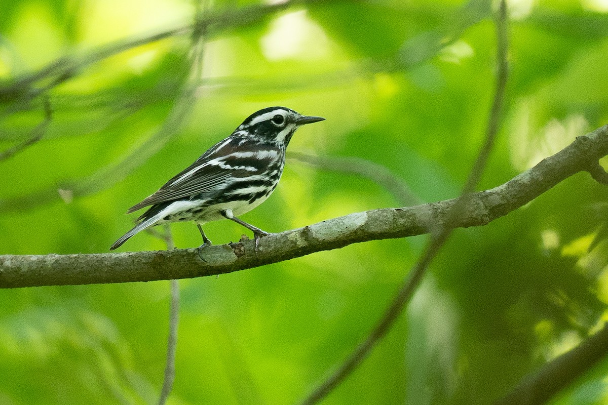 Black-and-white Warbler - ML638684042