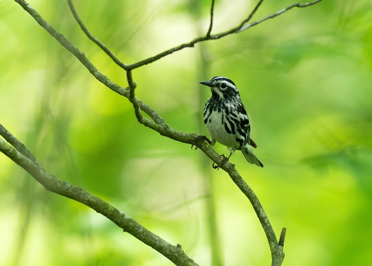 Black-and-white Warbler - ML638684043