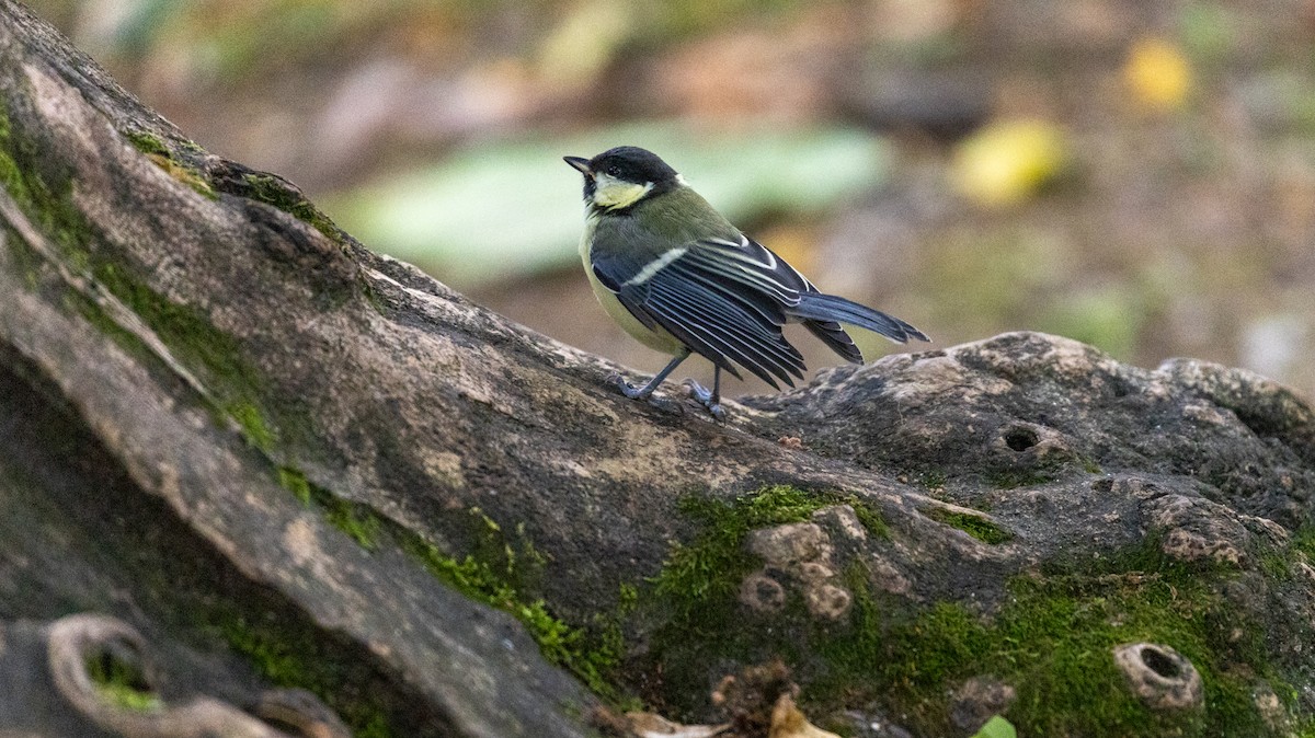Great Tit - ML638684046