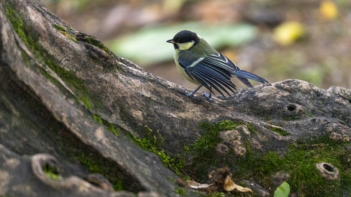 Great Tit - ML638684047
