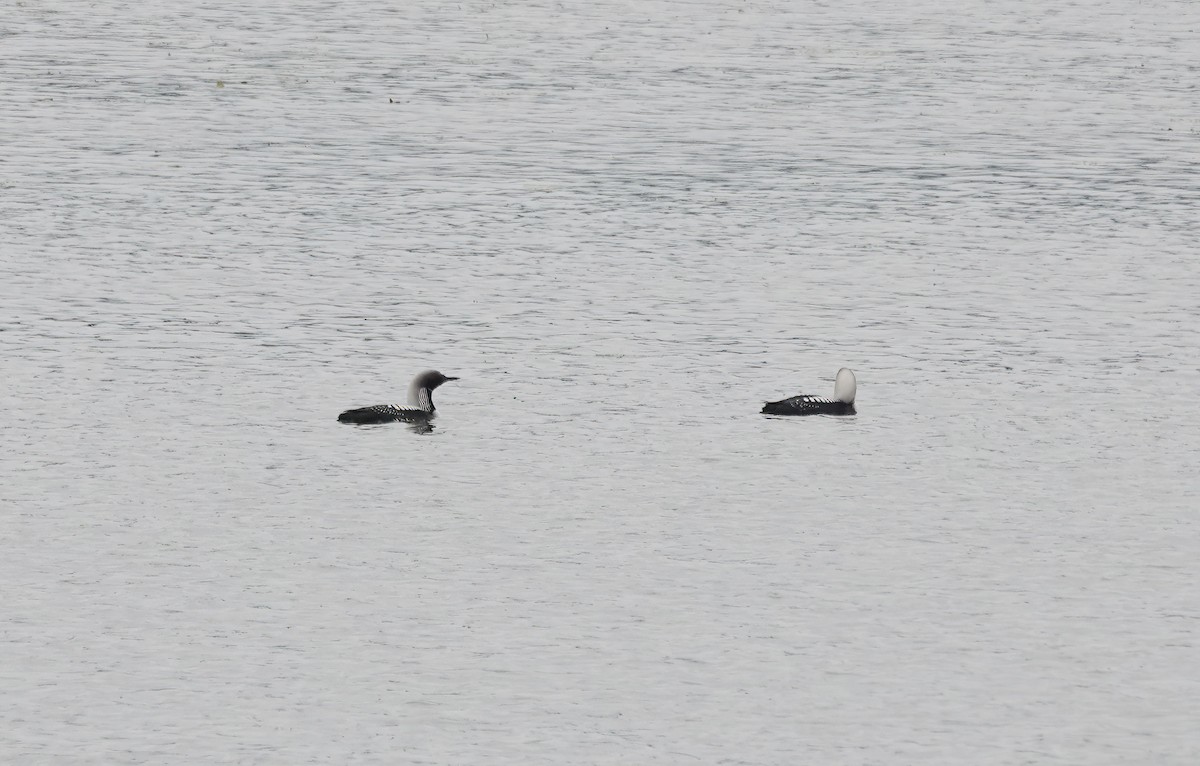 Pacific Loon - ML638684048