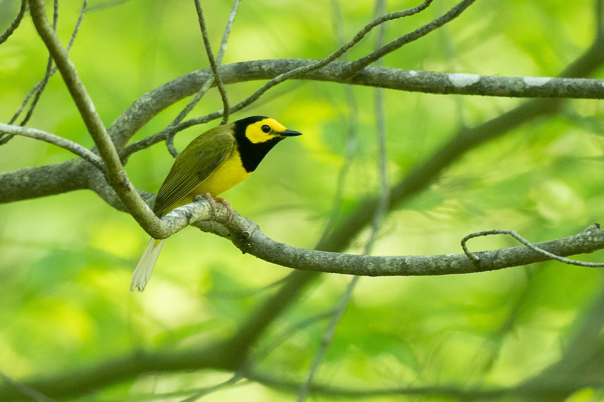 Hooded Warbler - ML638684050