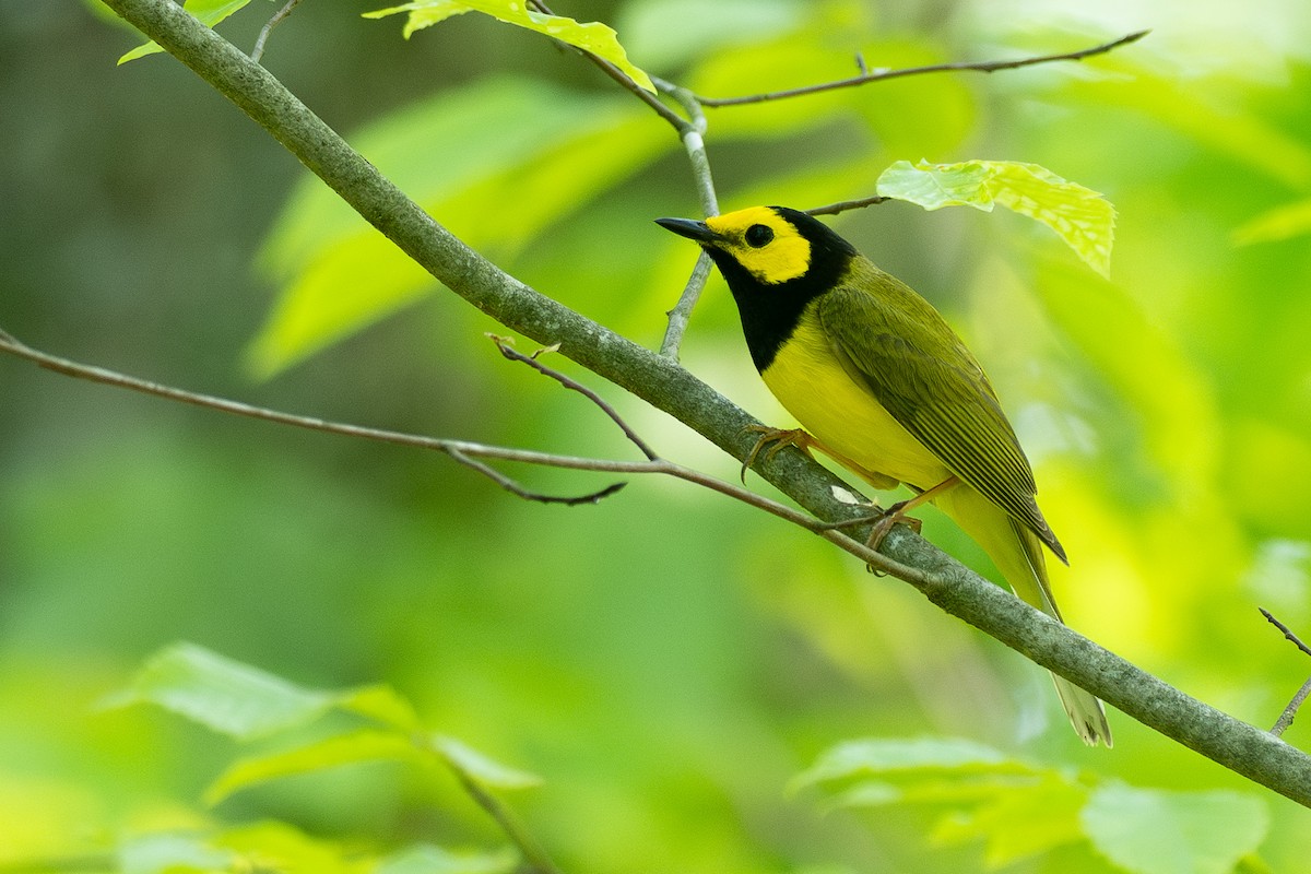 Hooded Warbler - ML638684051
