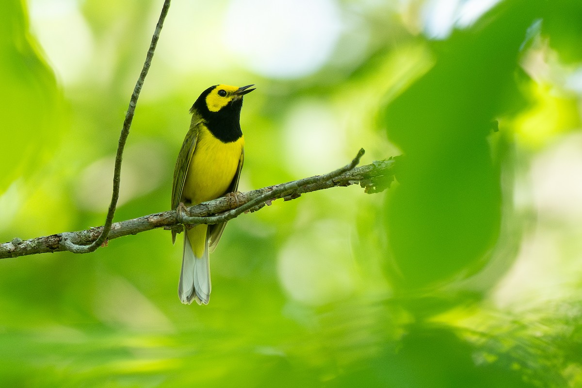 Hooded Warbler - ML638684052