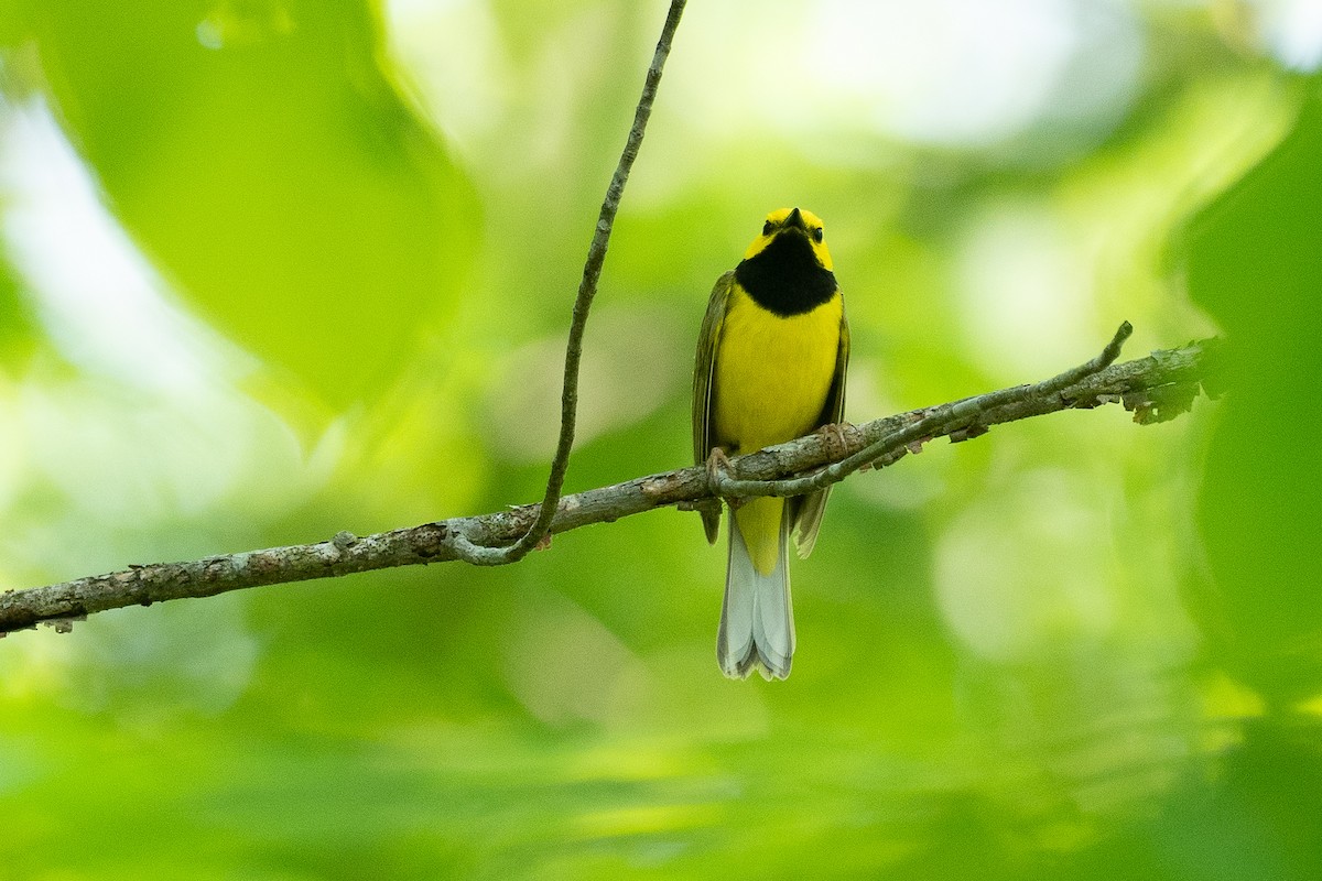 Hooded Warbler - ML638684053