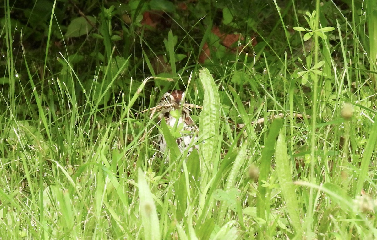 Song Sparrow - ML638684055