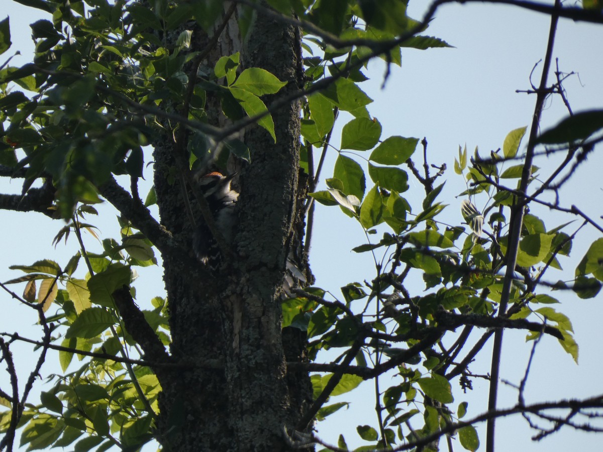 Hairy Woodpecker - ML638684057