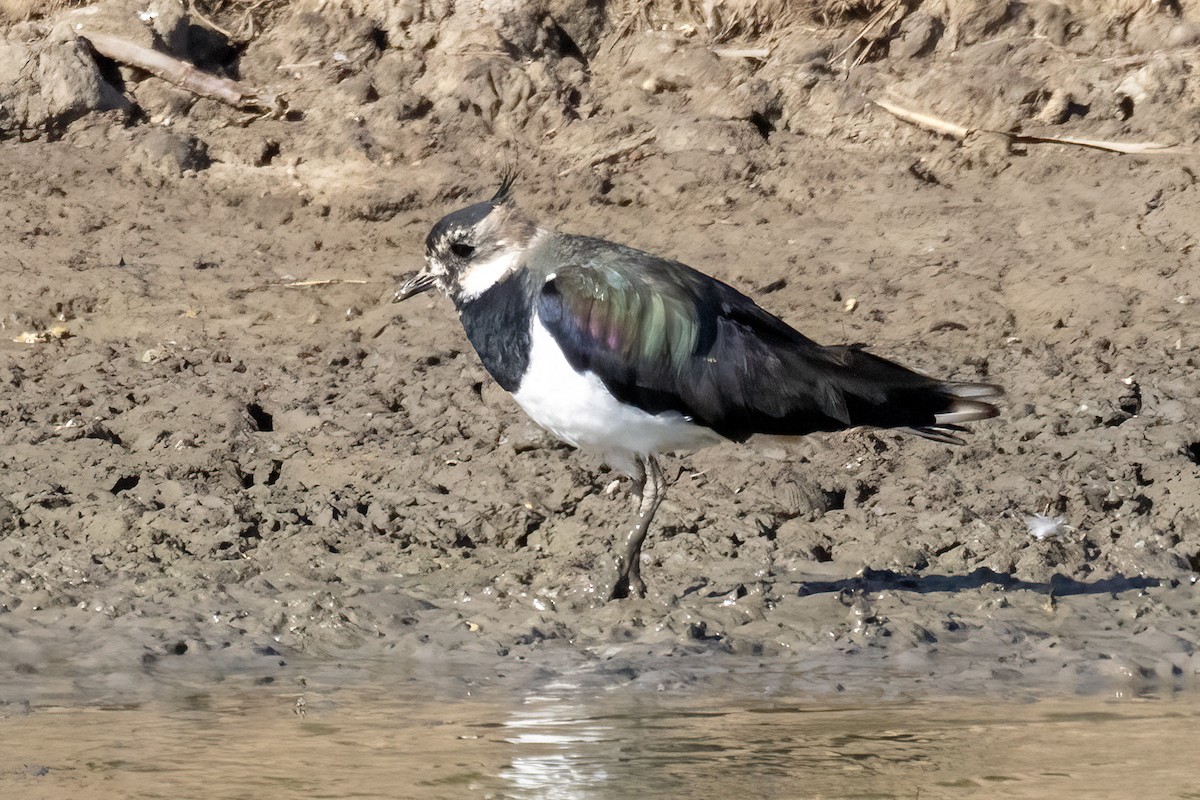 Northern Lapwing - ML638684058