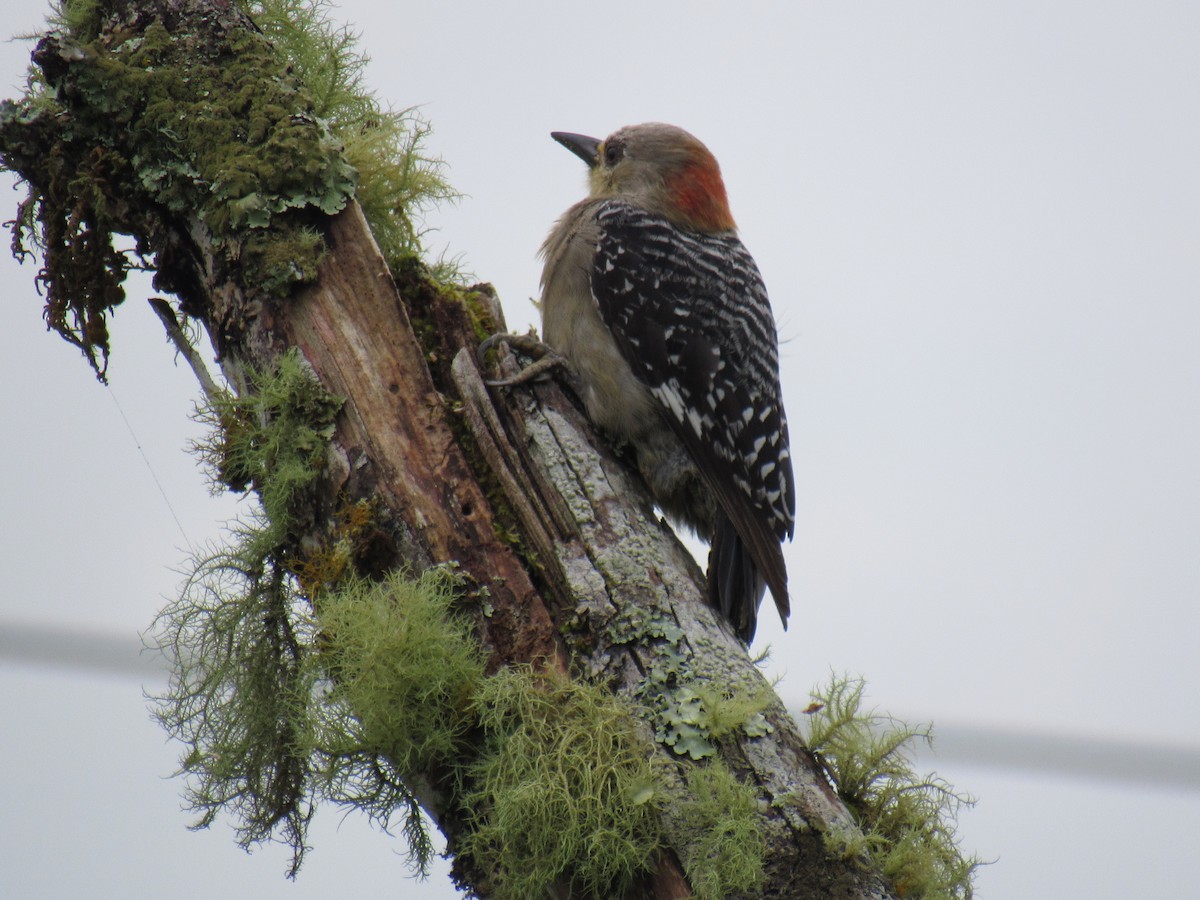 Red-crowned Woodpecker - ML638684059