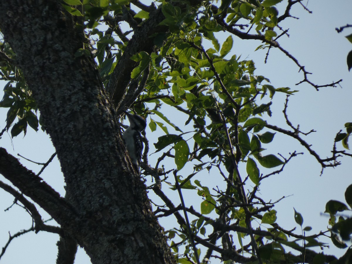Hairy Woodpecker - ML638684060