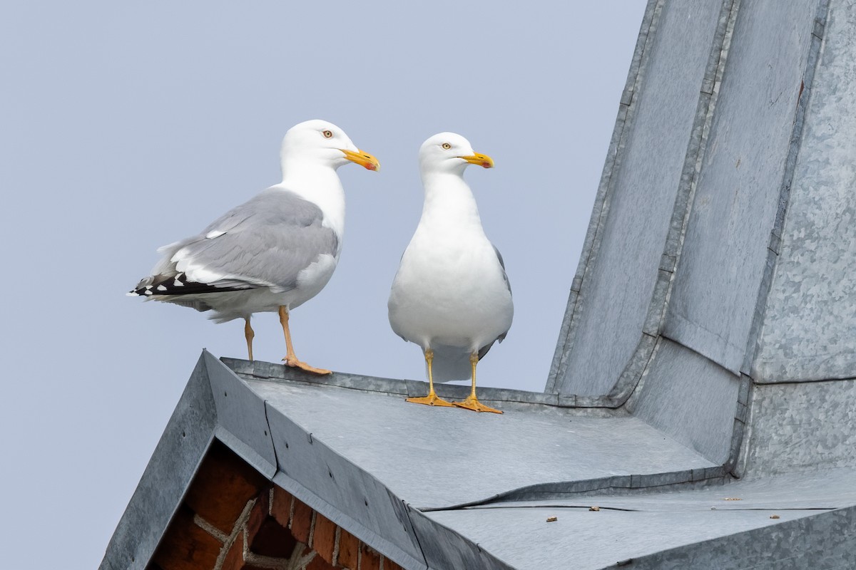 European Herring Gull - ML638684062