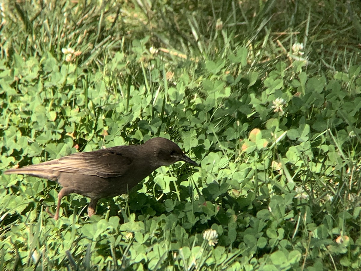 European Starling - ML638684063