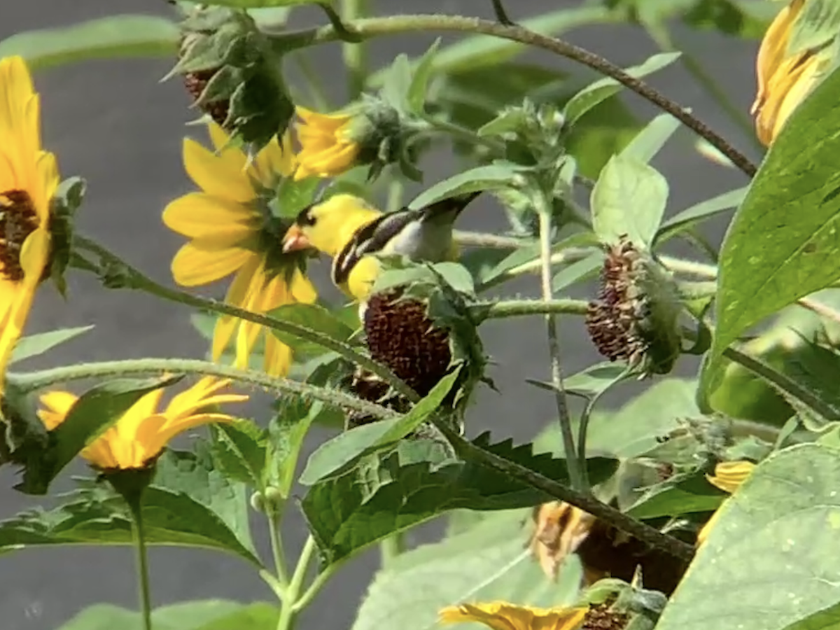American Goldfinch - ML638684111