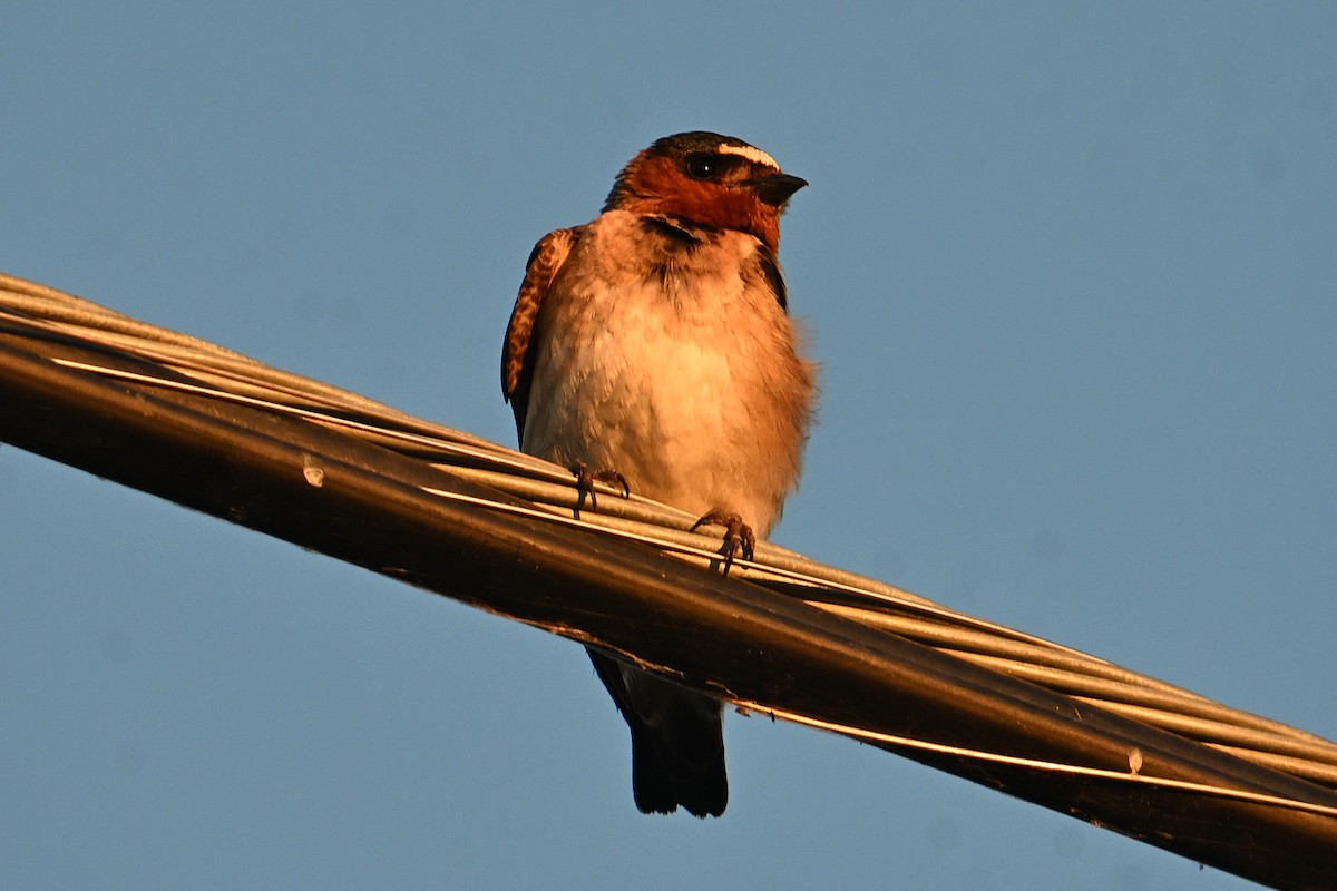 Cliff Swallow - ML638684113