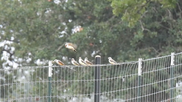 Scissor-tailed Flycatcher - ML638684123