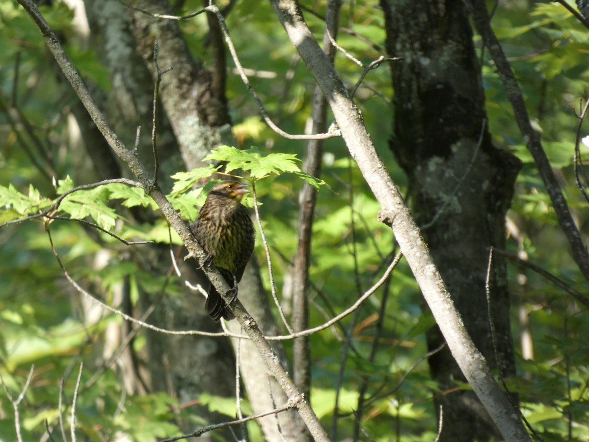 Red-winged Blackbird - ML638684125