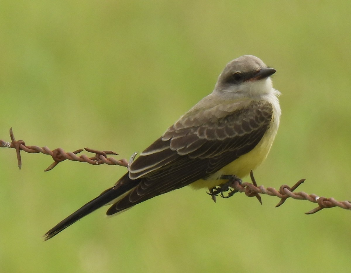 Western Kingbird - ML638684127