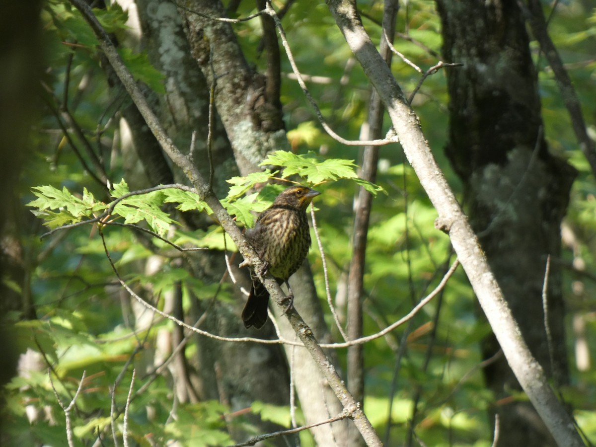 Red-winged Blackbird - ML638684128