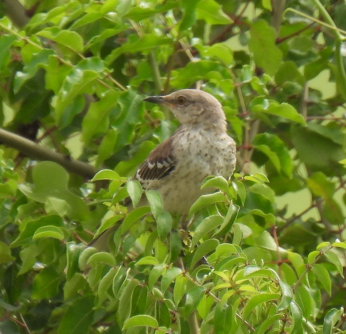 Northern Mockingbird - ML638684137