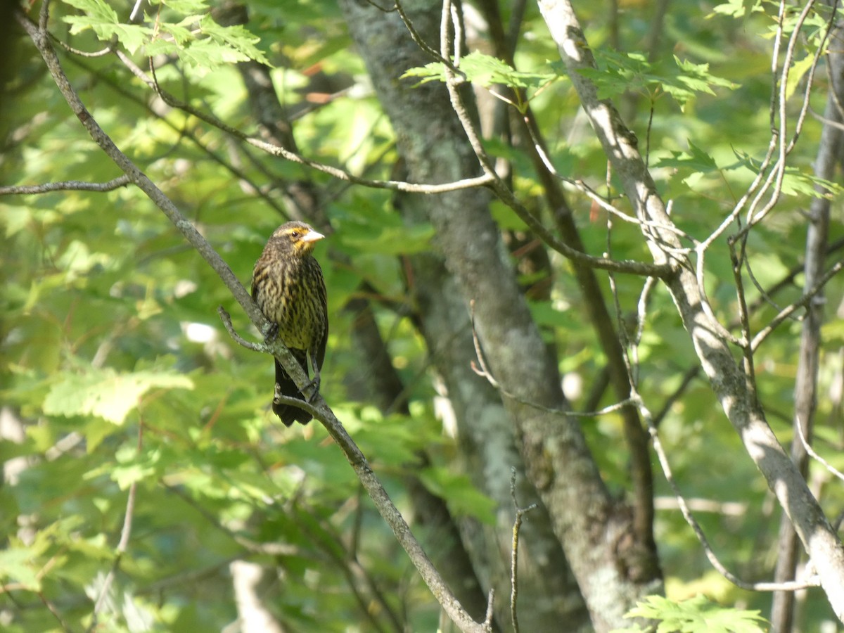 Common Grackle - ML638684138