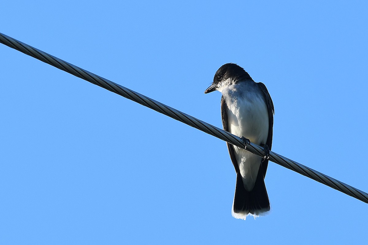 Eastern Kingbird - ML638684139