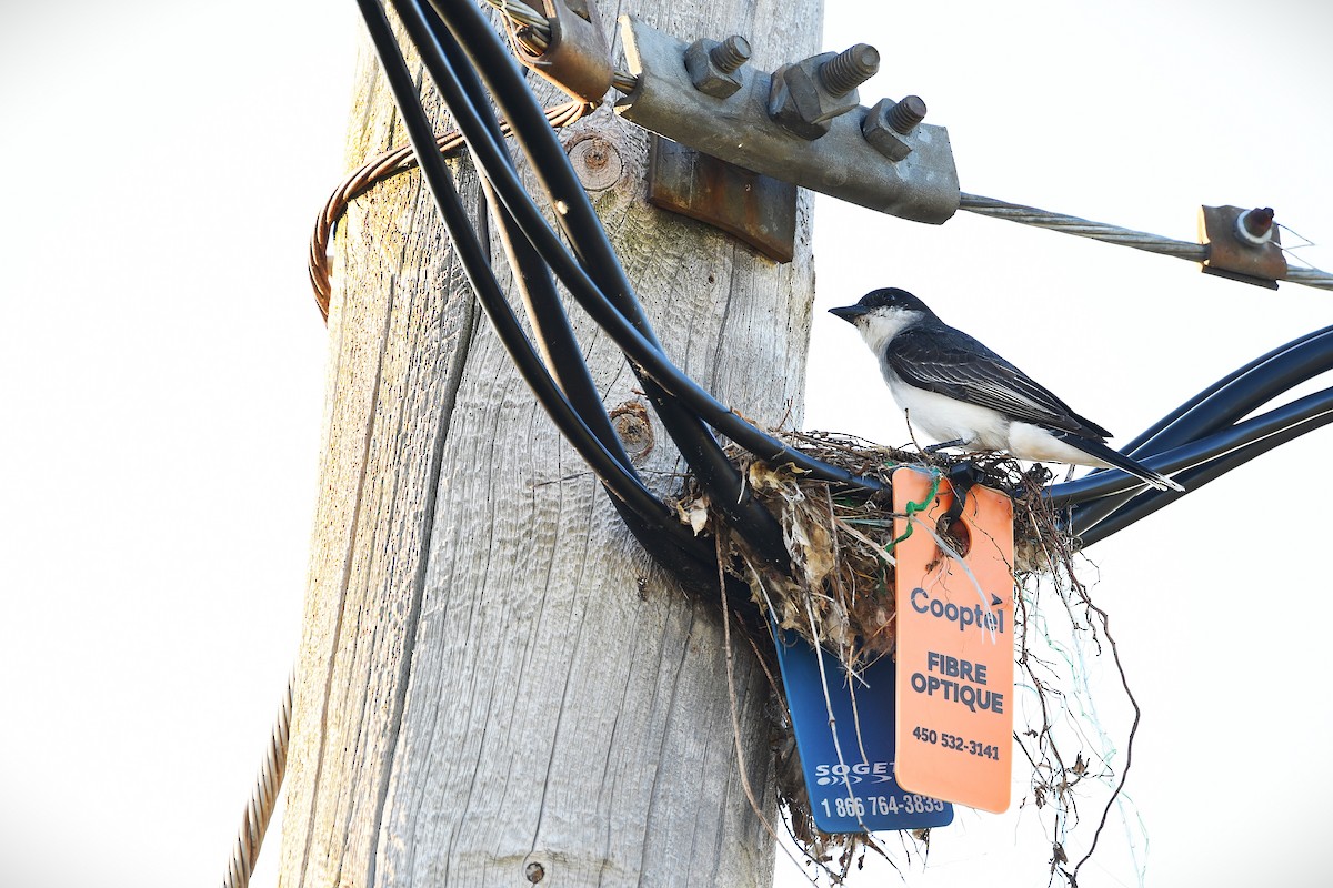 Eastern Kingbird - ML638684140