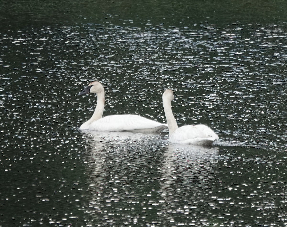 ナキハクチョウ - ML638684164