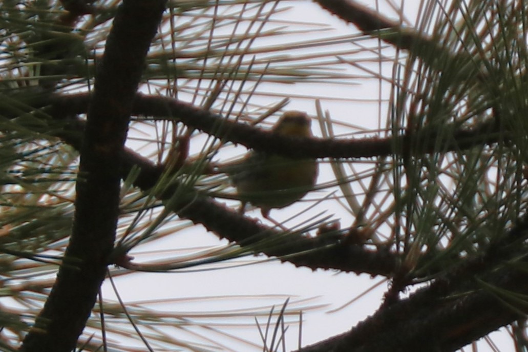 Grace's Warbler - ML638684193