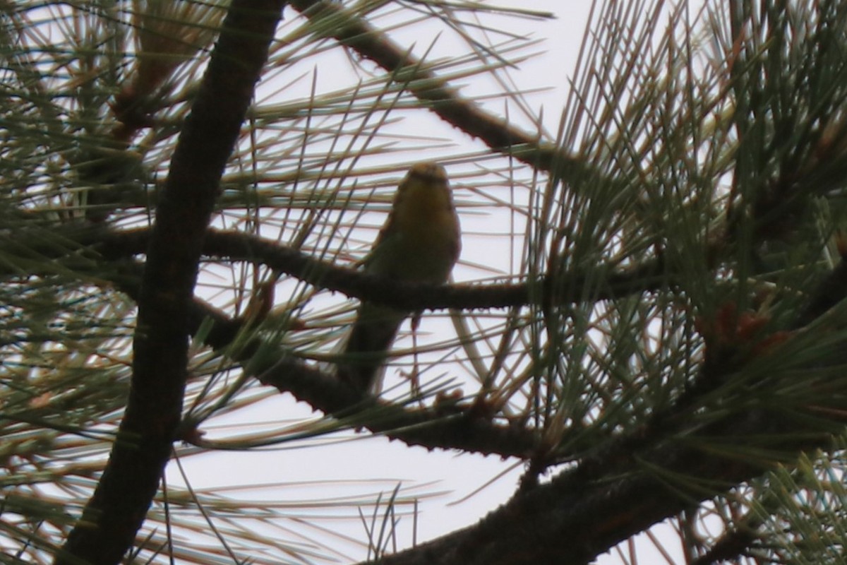 Grace's Warbler - ML638684194