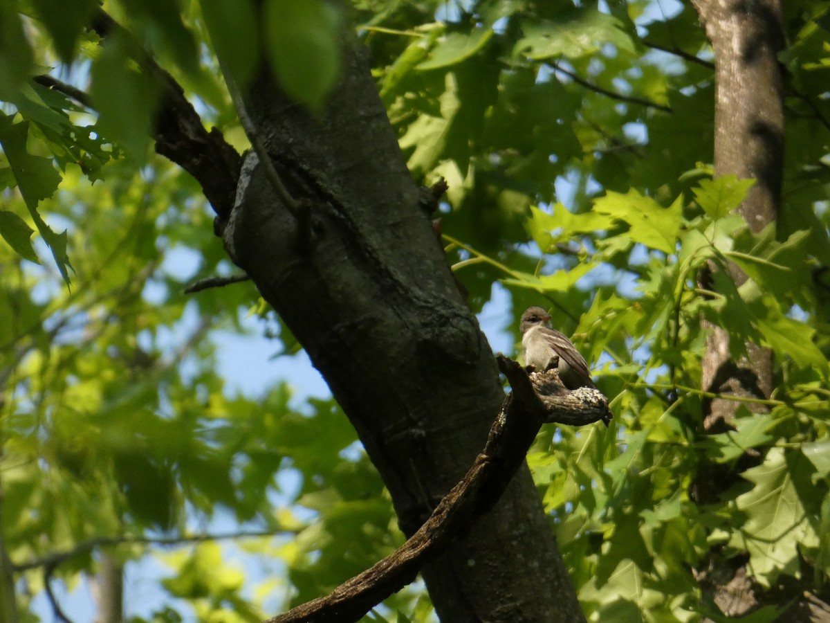 Eastern Wood-Pewee - ML638684195