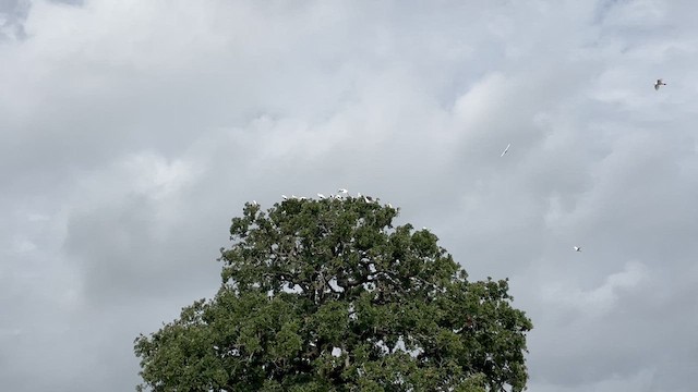 ニシアマサギ - ML638684197