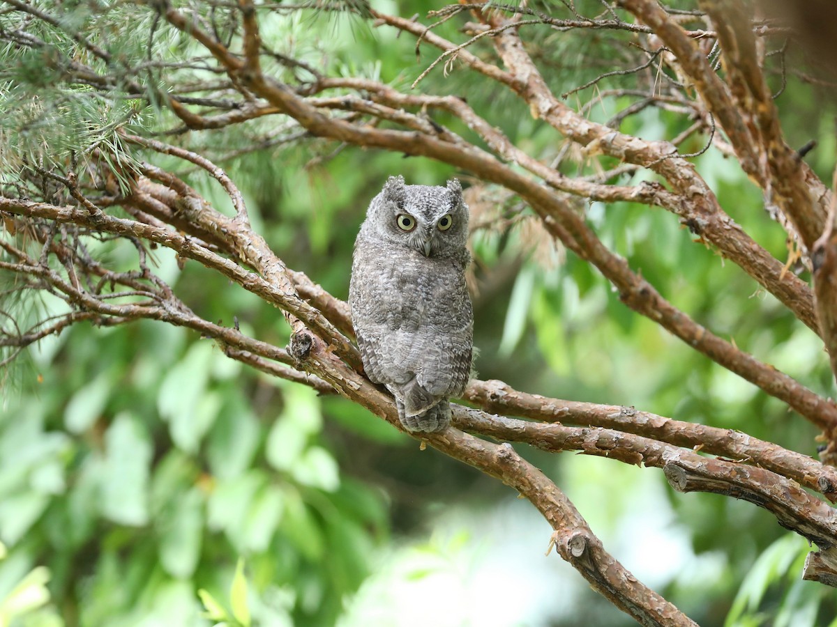 Eastern Screech-Owl - ML638684200
