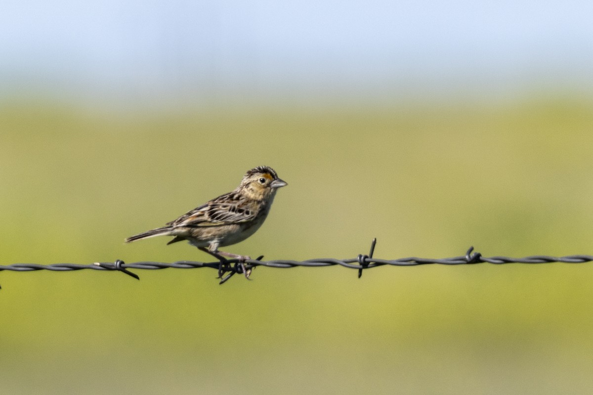 Grasshopper Sparrow - ML638684204