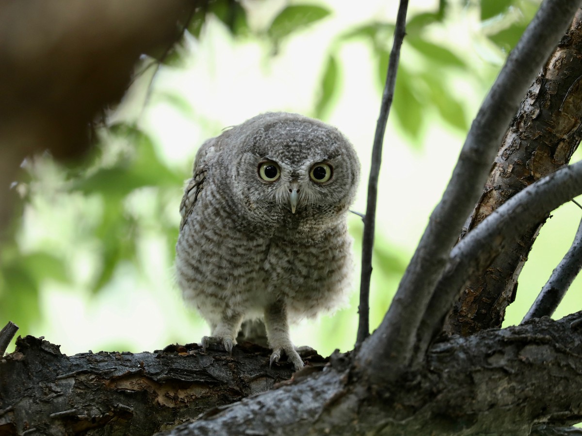 Eastern Screech-Owl - ML638684205
