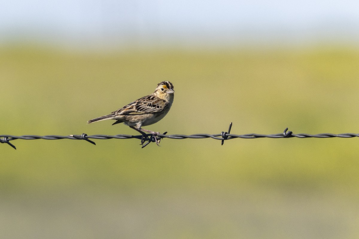Grasshopper Sparrow - ML638684206