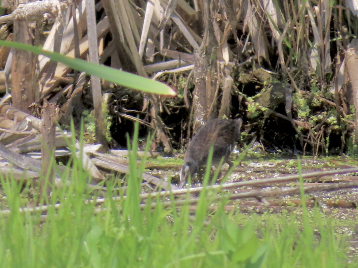 Virginia Rail - ML638684207