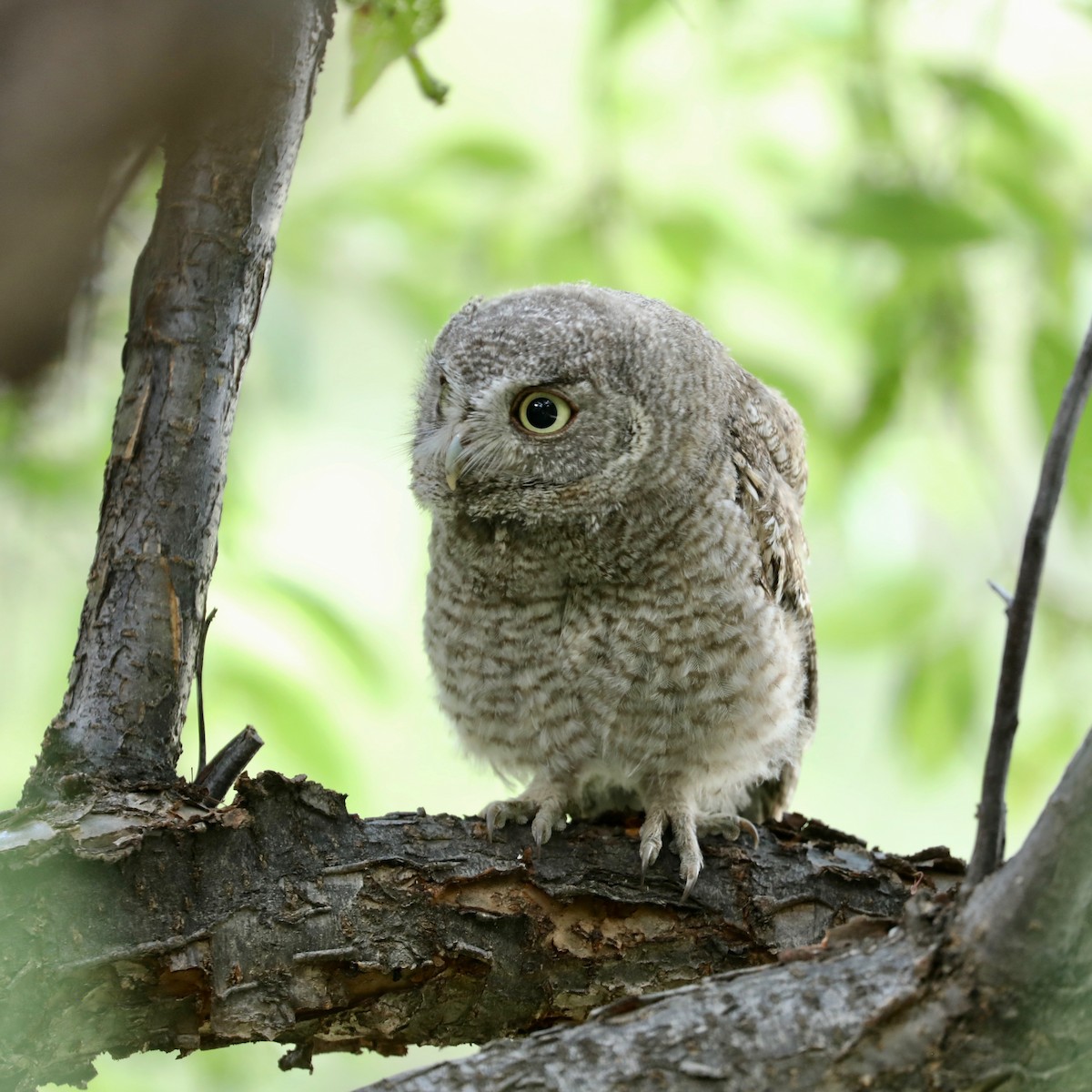 Eastern Screech-Owl - ML638684208