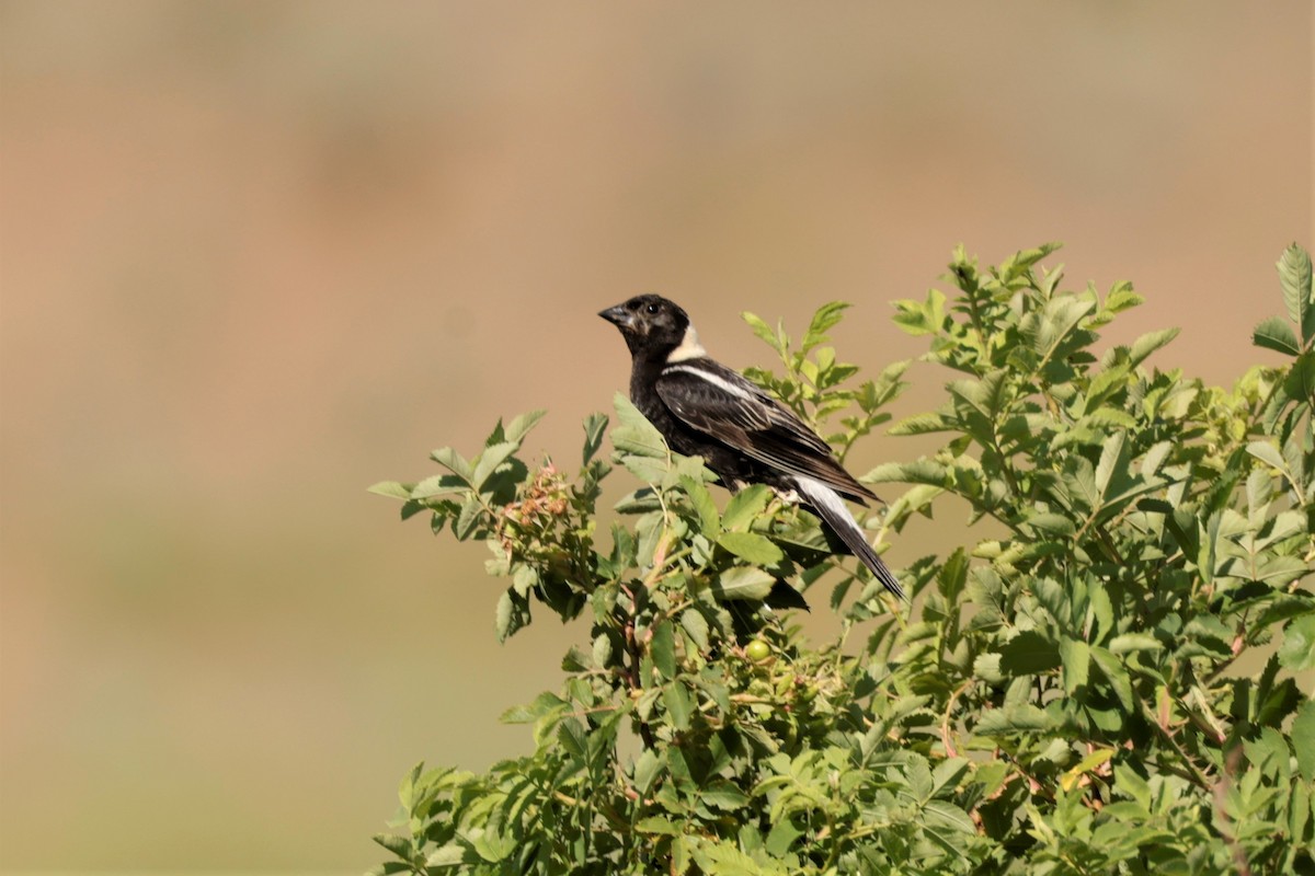 Bobolink - ML638684210