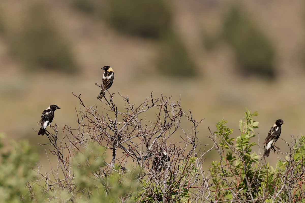 Bobolink - ML638684211