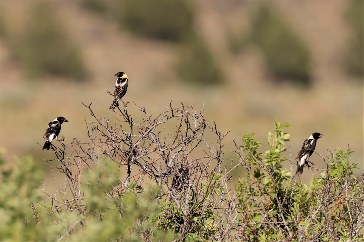 Bobolink - ML638684212