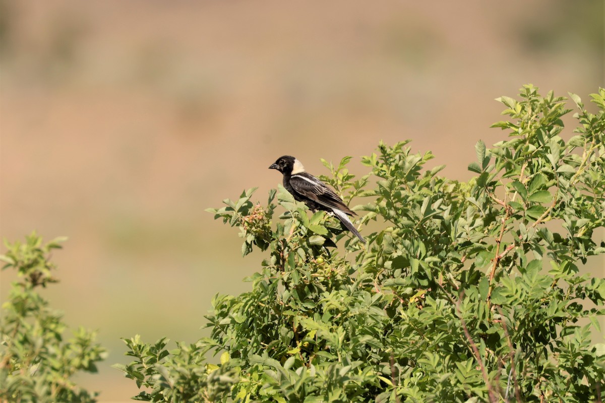 Bobolink - ML638684213