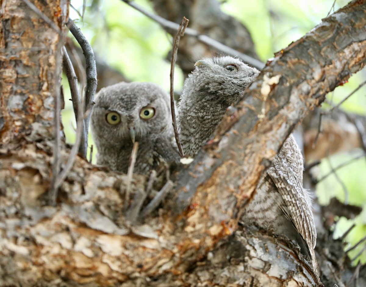 Eastern Screech-Owl - ML638684214