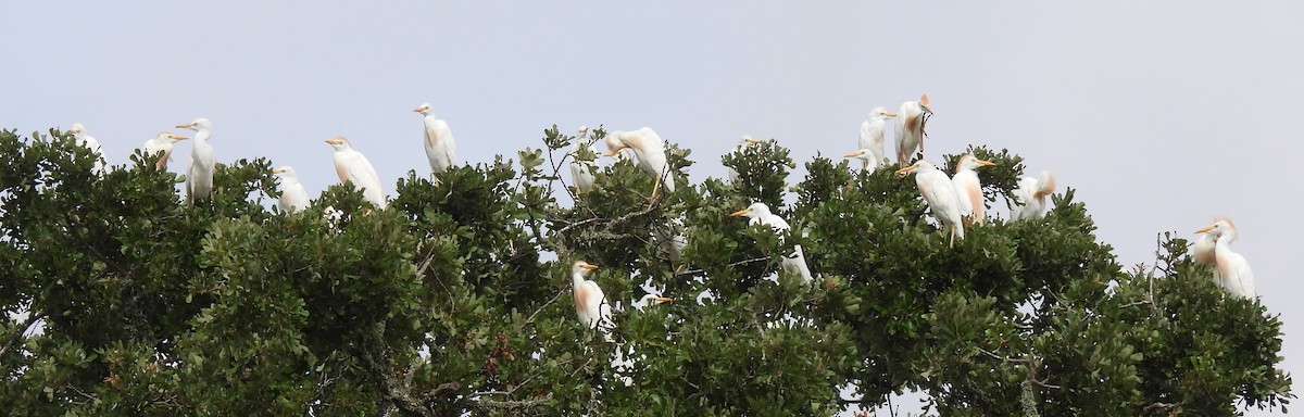 ニシアマサギ - ML638684250