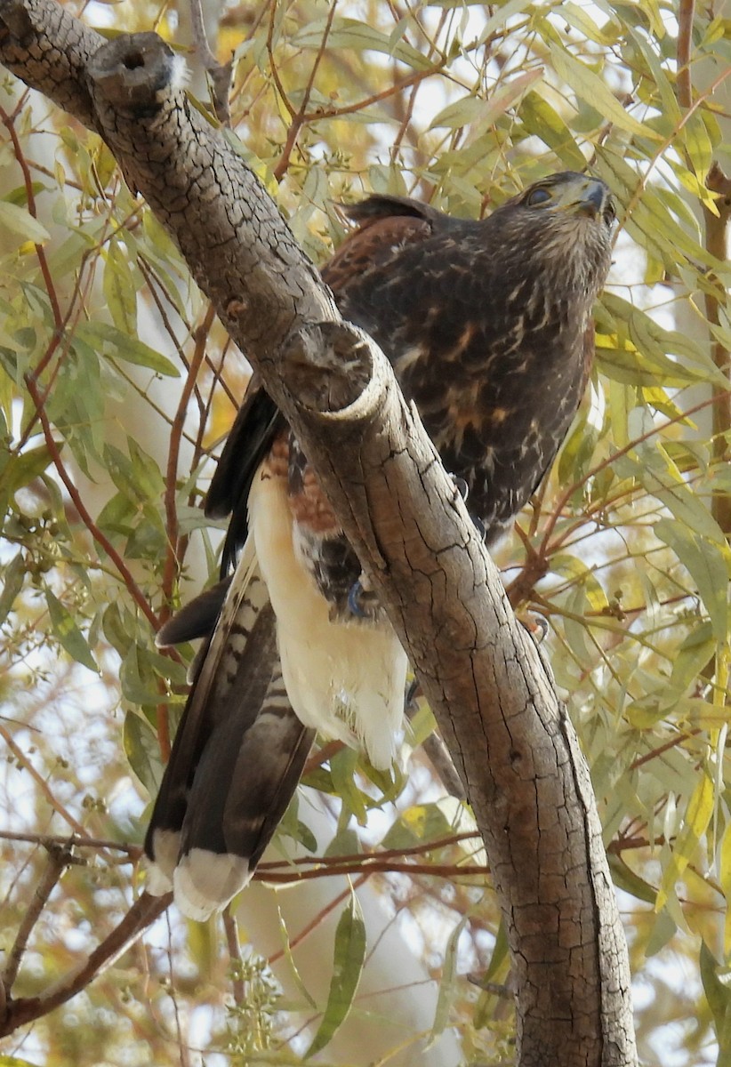 Harris's Hawk - ML638684270