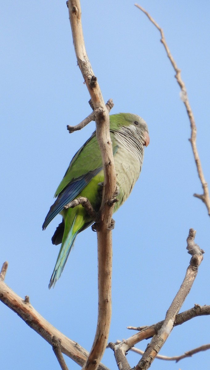Monk Parakeet - ML638684275