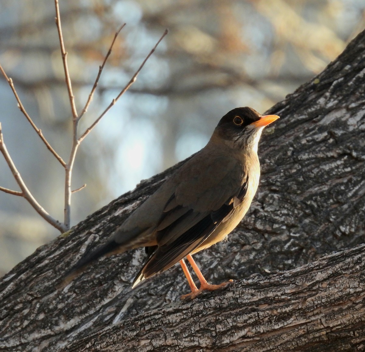 Austral Thrush - ML638684278