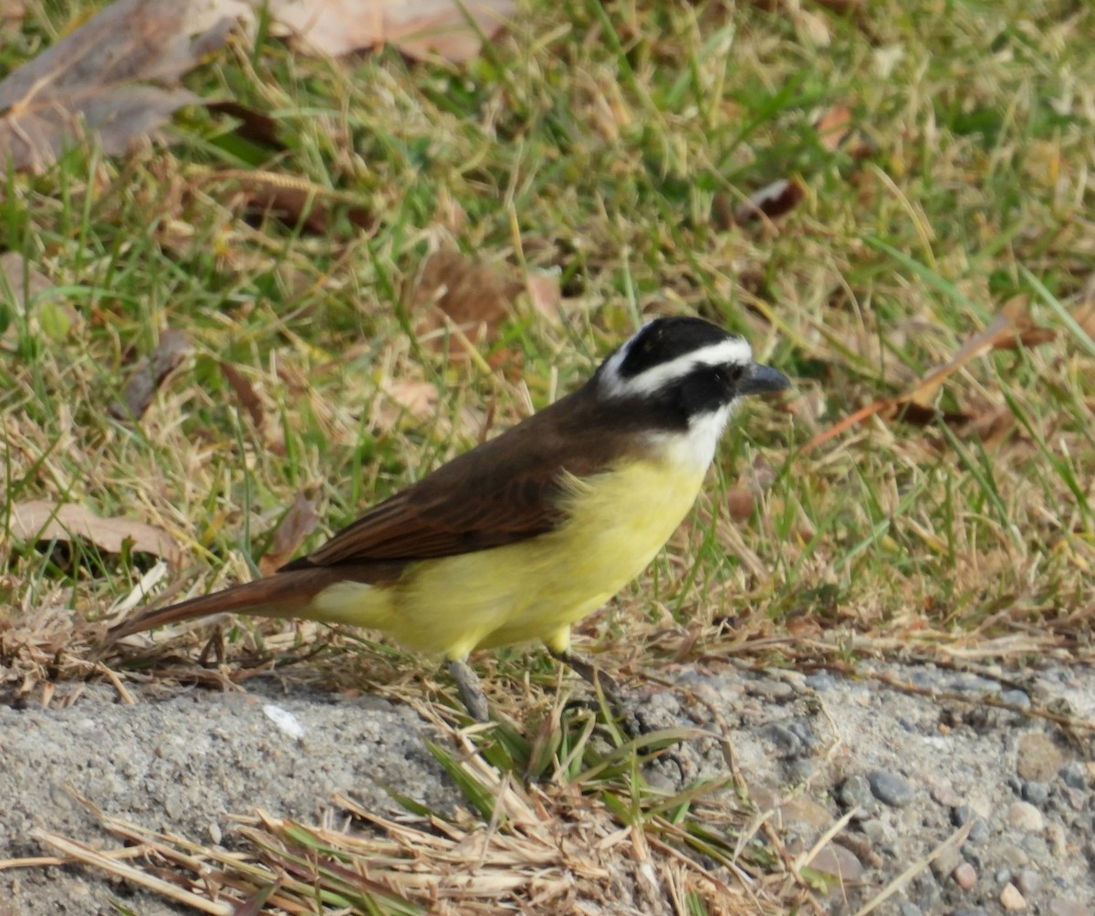 Great Kiskadee - ML638684299