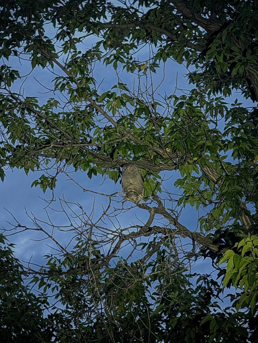 Eastern Screech-Owl - ML638684301
