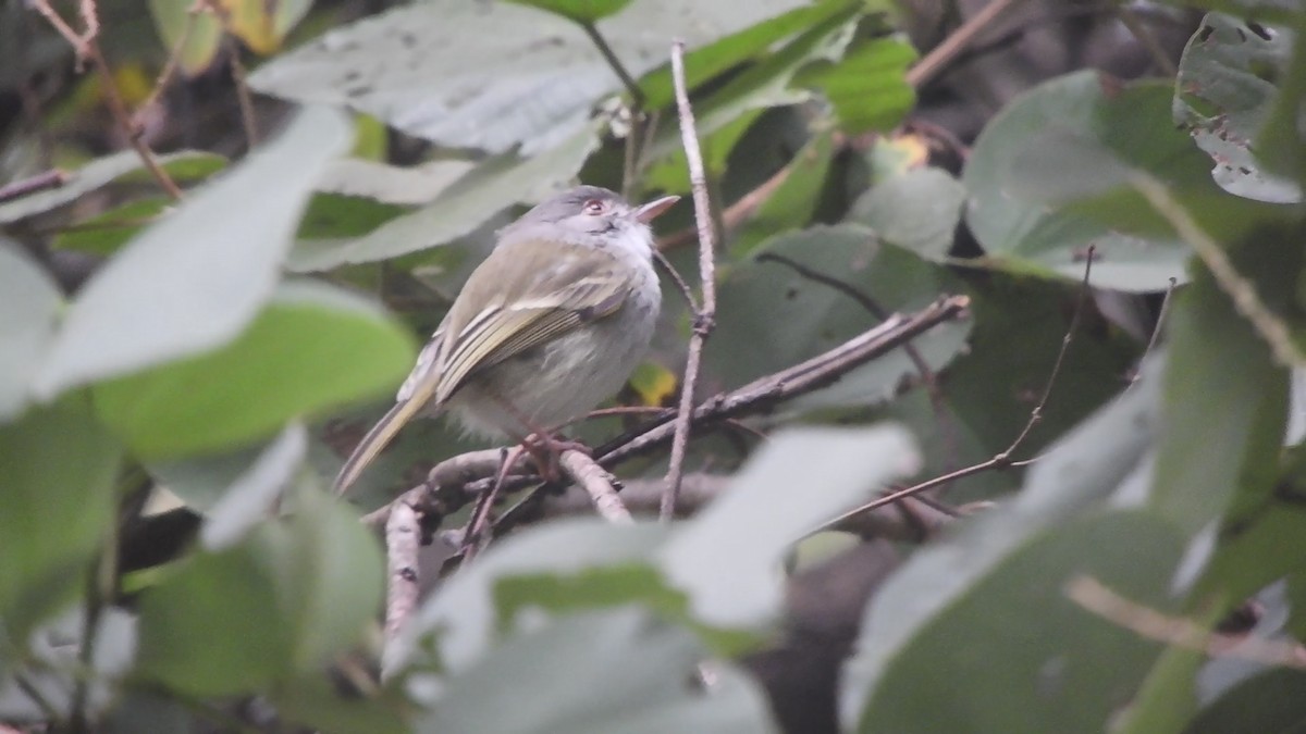 Pearly-vented Tody-Tyrant - ML638684311